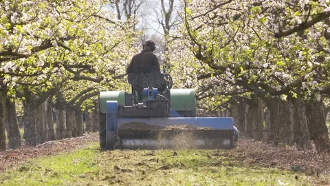 Mulching in an orchard Stock Footage 97764280