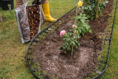 Mulching Roses in Spring Stock Photos