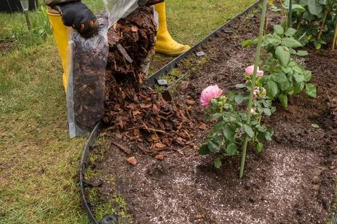 Mulching Roses in Spring Foto stock