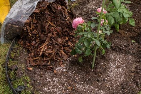 Mulching Roses in Spring Stock Photos
