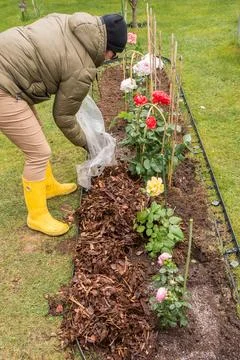 Mulching Roses in Spring Foto stock