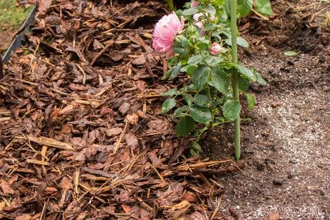 Mulching Roses in Spring Foto stock