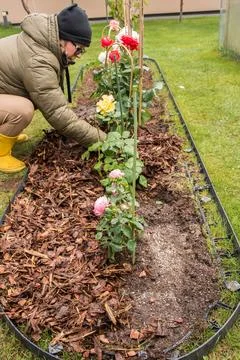 Mulching Roses in Spring Foto stock