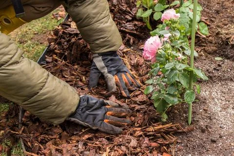 Mulching Roses in Spring Foto stock