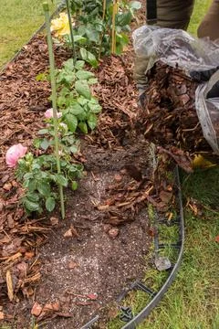 Mulching Roses in Spring Foto stock