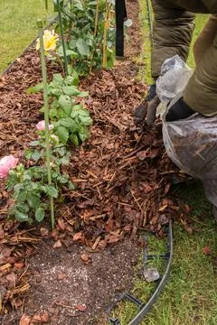 Mulching Roses in Spring Foto stock