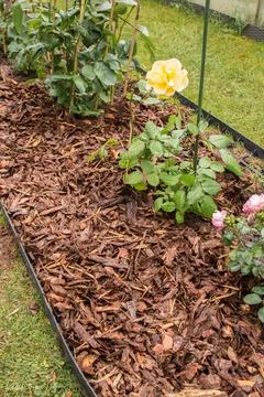 Mulching Roses in Spring Stock Photos