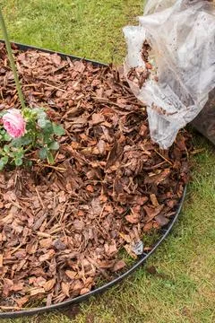 Mulching Roses in Spring Stock Photos