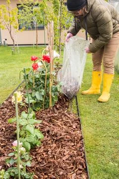 Mulching Roses in Spring Stock Photos