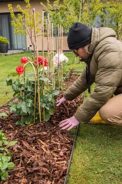 Mulching Roses in Spring Stock Photos