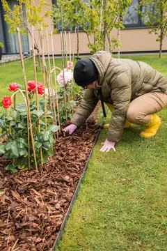 Mulching Roses in Spring Stock Photos