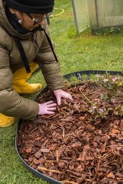 Mulching Roses in Spring Stock Photos