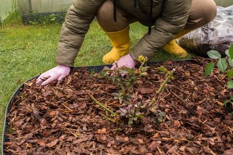Mulching Roses in Spring Stock Photos