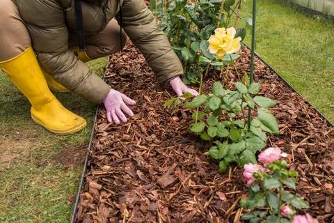 Mulching Roses in Spring Stock Photos
