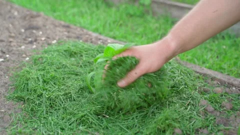 Mulching soil around bell pepper seedling with grass close-up Stock Footage 337309042