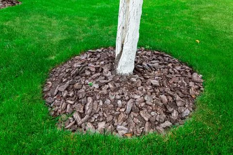 Mulching a tree bark around a tree growing on a green lawn, closeup. Stock Photos