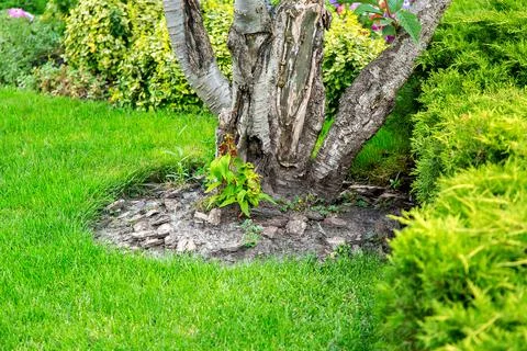 Mulching a tree bark under a growing tree among lush bushes and green. Stock Photos