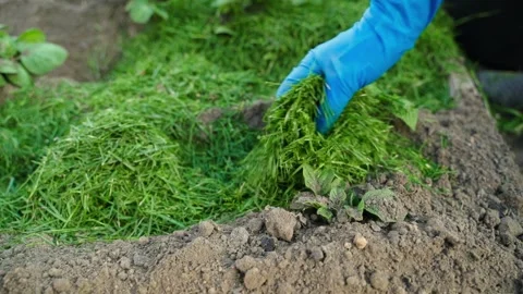 Mulching a vegetable garden bed with growing potatoes, close-up Stock Footage 310559099