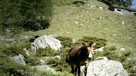 Mule in alpine place 库存影片 33547192