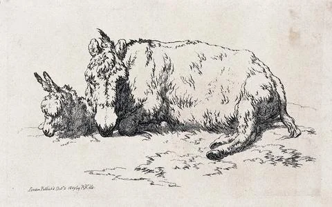 A mule and a foal resting on a patch of grass. Etching. Stock Illustration