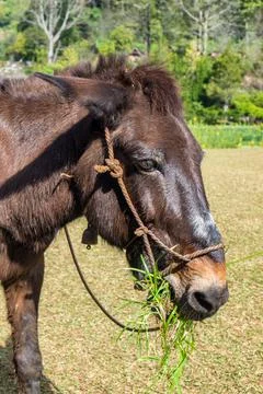 Mule brown chewing grass Stock Photos