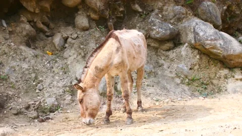 Mule chewing Stock Footage 170754430