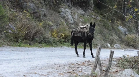 Mule in a country road Video stock 44613839