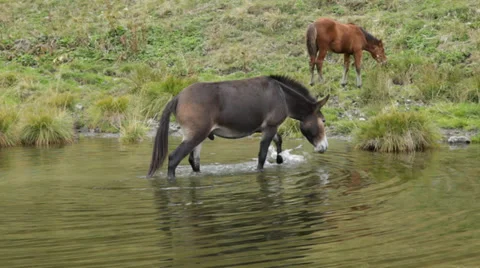 A mule crossing a watercourse. Stock-Footage 30460766