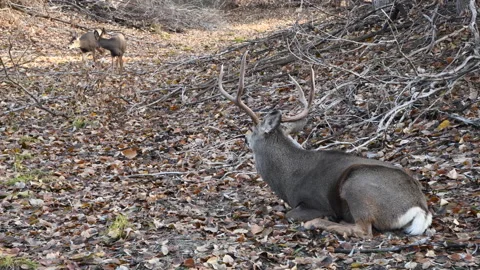Mule deer 4-point buck lies down while watching its herd, 4k Stock Footage 171298310