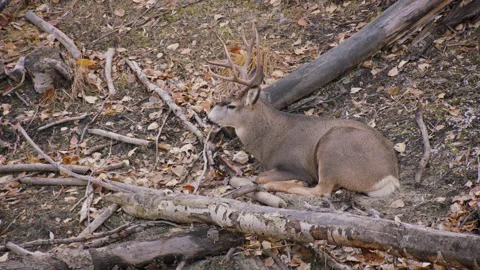 Mule deer 4-point buck lying down in autumn leaves, 4k Video stock 171304386