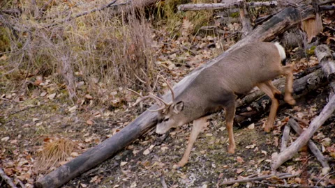 Mule deer 4-point buck hides along a river bank, 4k Stock Footage 171304396