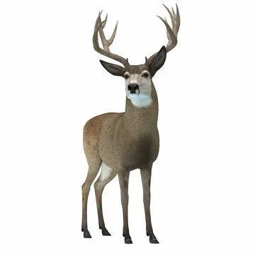 Mule Deer with Antlers Stock Illustration