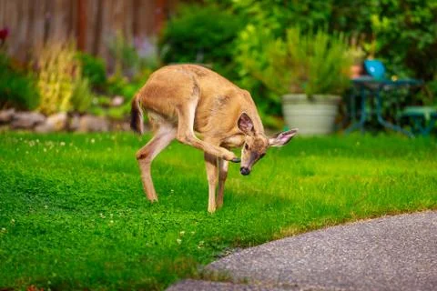 Mule Deer in Backyard Foto stock