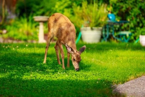Mule Deer in Backyard Foto stock