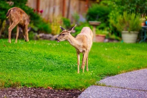 Mule Deer in Backyard Stock Photos