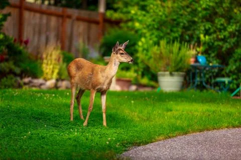 Mule Deer in Backyard Stock Photos