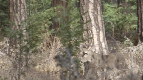 Mule Deer Behind Giant Sequoia Trees Yosemite National Park Video stock 122400019