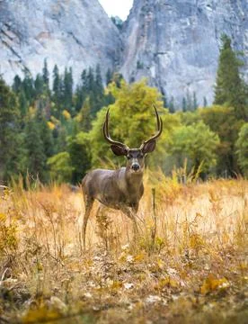 Mule deer with big rack Stock Photos