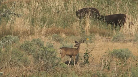 Mule deer &amp; Bison Stock Footage 22562905
