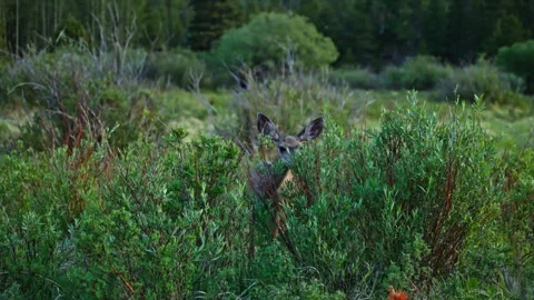 Mule Deer Browsing Leafy Shrubs Near Sprague Lake Forest Edge Stock Footage 339845949