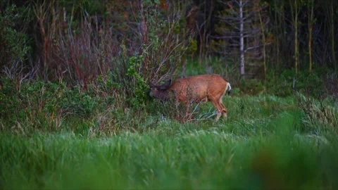 Mule Deer Browsing Shrubs in Grassy Clearing Near Sprague Lake Stock Footage 339845776