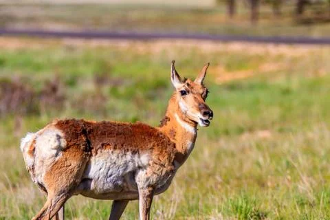 Mule deer in Bryce Canyon Stock Photos