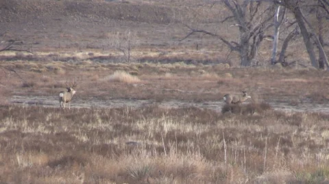 Mule Deer Buck and Doe in Rut Vidéo 33309594