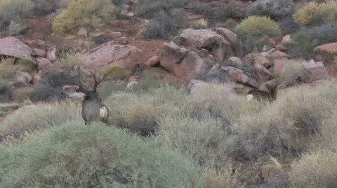 Mule Deer Buck and Doe During the Rut Stock Footage 48847845