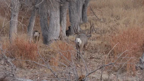 Mule Deer Buck and Doe During the Rut in Colorado in Autumn Vídeos de archivo 322923404