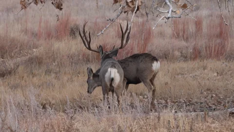Mule Deer Buck and Doe During the Rut in Colorado in Autumn Stock-Footage 322933148