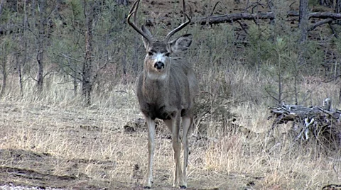 Mule Deer Buck Approaches Close, Head On View Stock Footage 49284141