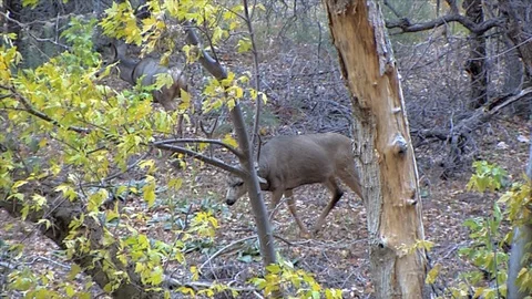 Mule Deer Buck Approaches Doe &amp; Scent Checks the Area Stock Footage 117661598
