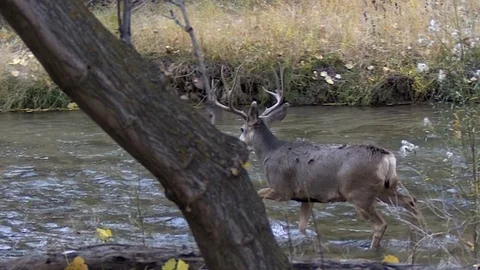 Mule Deer Buck Cautiously Wades Across a Small River Stock Footage 73547189
