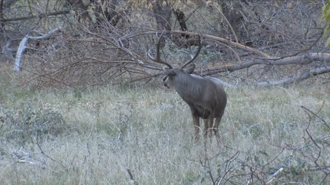 Mule Deer Buck Chases Another Buck Out of Frame, Not graded Stock Footage 117662355